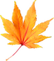 a yellow autumn leaf