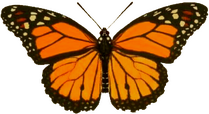 a monarch butterfly