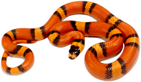 a honduran milk snake