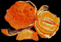 a drawing of one and a half oranges. one orange is intact; the other is peeled open with one wedge separated from the rest